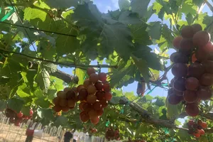 Thích thú với trải nghiệm du lịch sinh thái ở Ninh Thuận