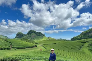 Mộc Châu đẹp ngỡ ngàng với những đồi chè xanh bạt ngàn