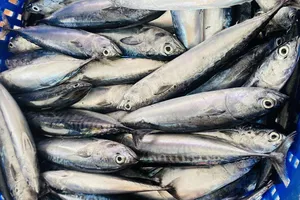 Các loại thực phẩm giàu protein tốt nhất cho sức khỏe