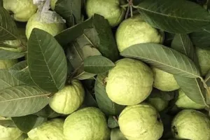 Ăn ổi mỗi ngày, chuyện gì xảy ra?