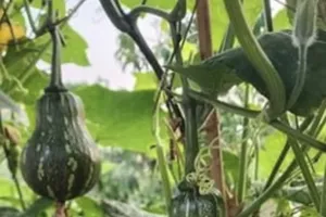 Chuyện gì sẽ xảy ra khi thường xuyên ăn bí đỏ?