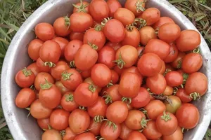 Cần tránh ăn quá nhiều cà chua vì những bất lợi này đối với sức khỏe