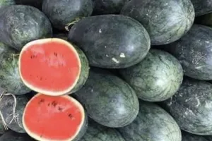 Ăn dưa hấu thường xuyên, chuyện gì xảy ra với sức khỏe?