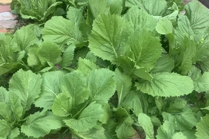 Giảm nguy cơ mắc bệnh tim và nhiều lợi ích khác khi ăn chế độ thuần thực vật