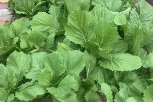 Thêm những thực phẩm này vào bữa tối nếu bạn đang cố gắng giảm cân