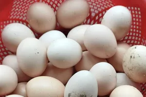 Ăn trứng có thể giúp bảo vệ chống lại bệnh loãng xương