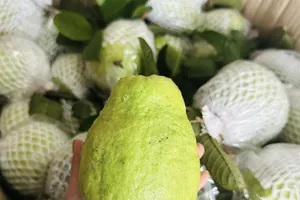 5 loại trái cây ít đường nên ăn hàng ngày giúp bảo vệ sức khỏe trong những tháng nắng nóng mùa hè