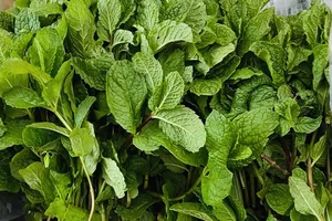 Giải nhiệt cơ thể bằng 6 món ăn uống từ bạc hà