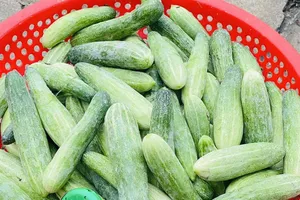 Uống ép dưa chuột mỗi ngày, chuyện gì xảy ra với sức khỏe?