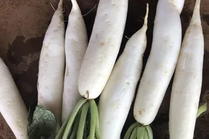 Bất ngờ với những lợi ích sức khỏe khi ăn củ cải trắng