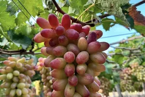 Ăn trái cây có thực sự giúp bạn ngủ ngon hơn?