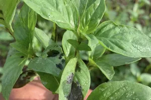 Loại rau phổ biến dễ tìm giàu dinh dưỡng và tốt cho sức khỏe