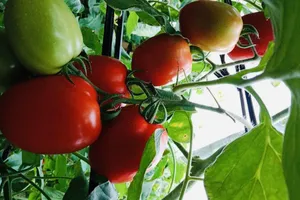 Tăng cường sức khỏe với 7 loại thực phẩm giàu dinh dưỡng 