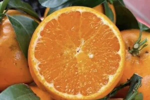 Những lợi ích bất ngờ của vỏ quả cam mà ít ai biết