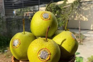 Ăn quả lê không chỉ giảm nguy cơ mắc bệnh tim mà còn loại bỏ độc tố