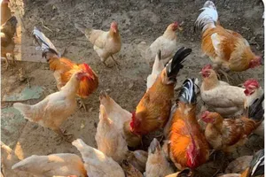 Bạn có nên ngừng ăn trứng, thịt gà và sữa vì cúm gia cầm không?