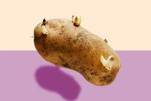 Ăn khoai tây nảy mầm có an toàn cho sức khỏe?