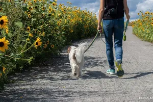 Đi bộ mỗi ngày là cách đơn giản để tim mạch khỏe mạnh