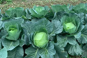 8 loại rau giúp giảm mỡ bụng hiệu quả bạn nên bổ sung ngay