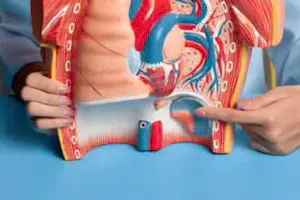 Ăn 6 loại trái cây này mỗi ngày sẽ hỗ trợ gan, thận thải độc tự nhiên