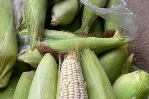 Ăn bắp tốt hay xấu cho người bị bệnh tiểu đường?