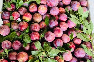 Điều gì xảy ra với cơ thể bạn khi ăn một quả mận mỗi ngày? 