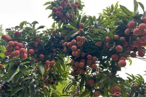 Điều gì xảy ra với cơ thể bạn khi bạn ăn vải thiều thường xuyên?