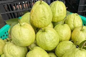 Những tác dụng bất ngờ của việc ăn ổi vào mỗi buổi sáng