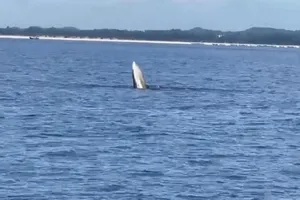 Hiếm gặp, cá voi xuất hiện trên vùng biển Móng Cái