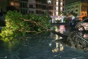 Bão số 3 gây mưa to ở TP Móng Cái, nhiều cây cối bị quật đổ