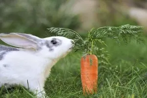 Thông tư cấm dùng cà rốt nuôi thỏ có bị tuýt còi?