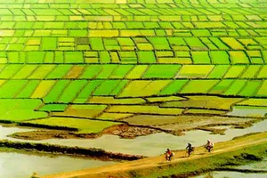 Ban hành bảng giá đất thành phố Hồ Chí Minh năm 2014