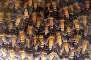 Cách lấy mật ong nguy hiểm nhất thế giới