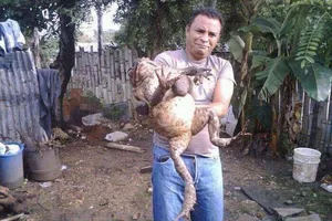 Choáng với bức ảnh con cóc khổng lồ to bằng em bé 3 tuổi