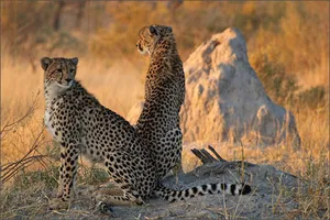 Phát hiện cả “vườn thú” hoang dã, quý hiếm trong quán cafe