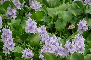 Báo động đại nạn lục bình hoành hành 