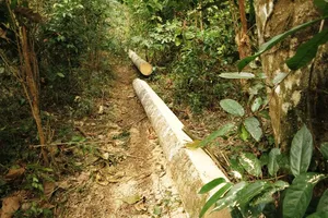 Chủ tịch tỉnh Thanh Hóa yêu cầu làm rõ vụ phá rừng phòng hộ