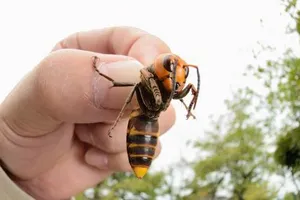 Vận động viên golf “phát điên” khi bị ong khổng lồ tấn công