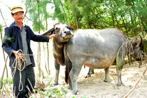 Kiếm gần trăm triệu nhờ nuôi trâu làm du lịch