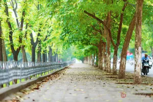 Những con đường tại Hà Nội lãng mạn như phim Hàn