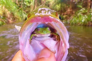 Kỳ lạ ếch sống trong miệng cá rô