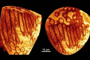Phát hiện tinh trùng khổng lồ, cổ xưa nhất