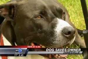 Chú chó thông minh gọi điện thoại khẩn cứu chủ