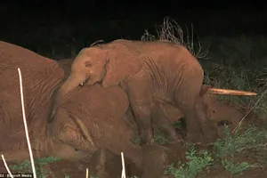 Câu chuyện cảm động về chú voi con ôm xác mẹ không rời