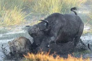 Chùm ảnh trâu mẹ dũng mãnh đánh bại đàn sư tử để cứu con