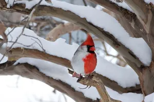 Kỳ lạ: Chim hồng y lưỡng tính mang thân hình nửa đực, nửa cái