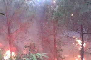 Trưởng thôn tử vong vì kiệt sức khi chữa cháy rừng