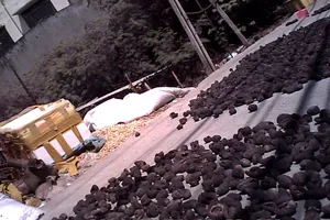 Dân Sài Gòn ăn banh lông chữa bệnh?