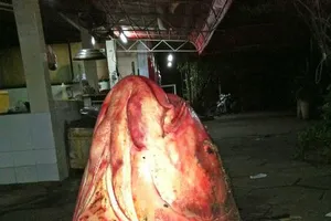 Kỳ thú: "Nghĩa địa" của loài cá khổng lồ