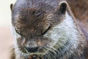 Kỳ lạ: Con rái cá chắp tay “cầu nguyện” trước bữa ăn